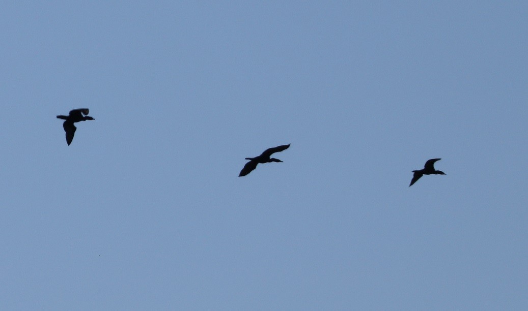 Double-crested Cormorant - ML619470319