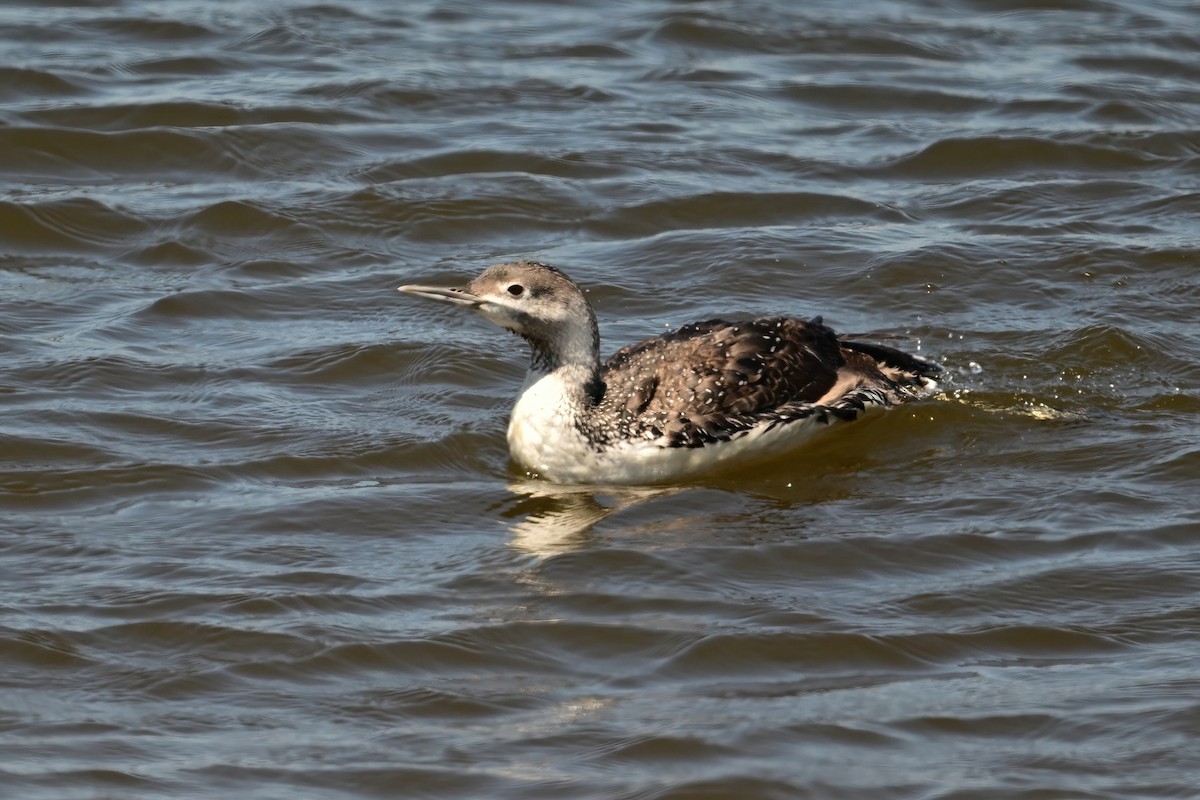Red-throated Loon - ML619470329