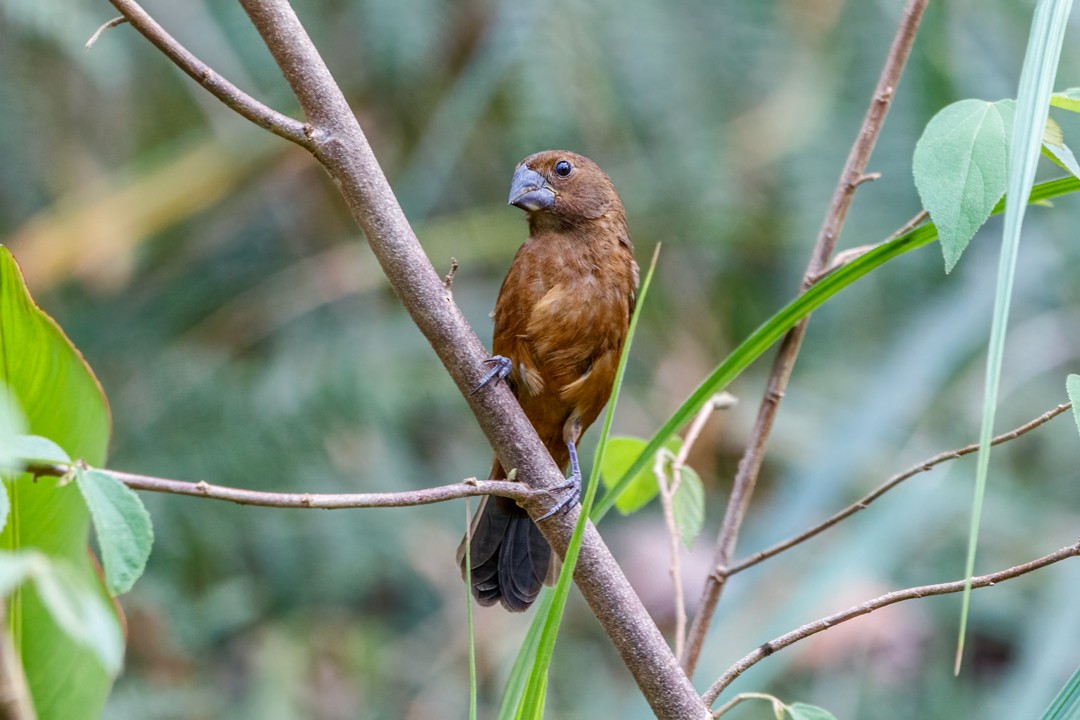 Thick-billed Seed-Finch - ML619470367