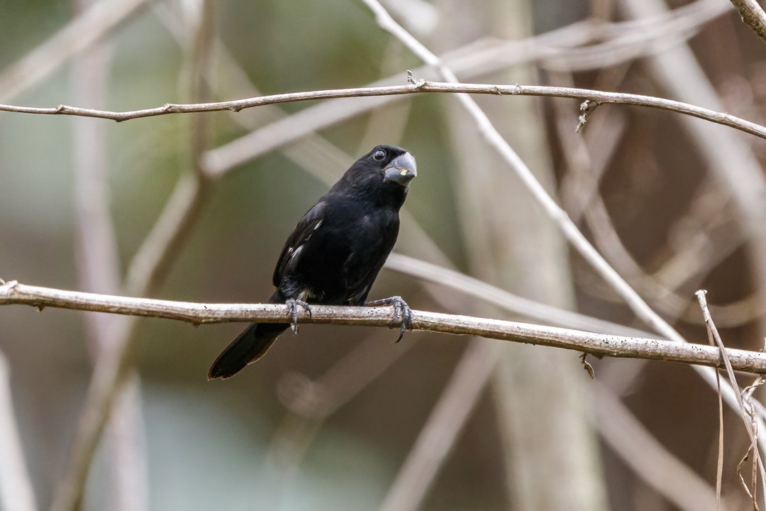 Thick-billed Seed-Finch - ML619470368