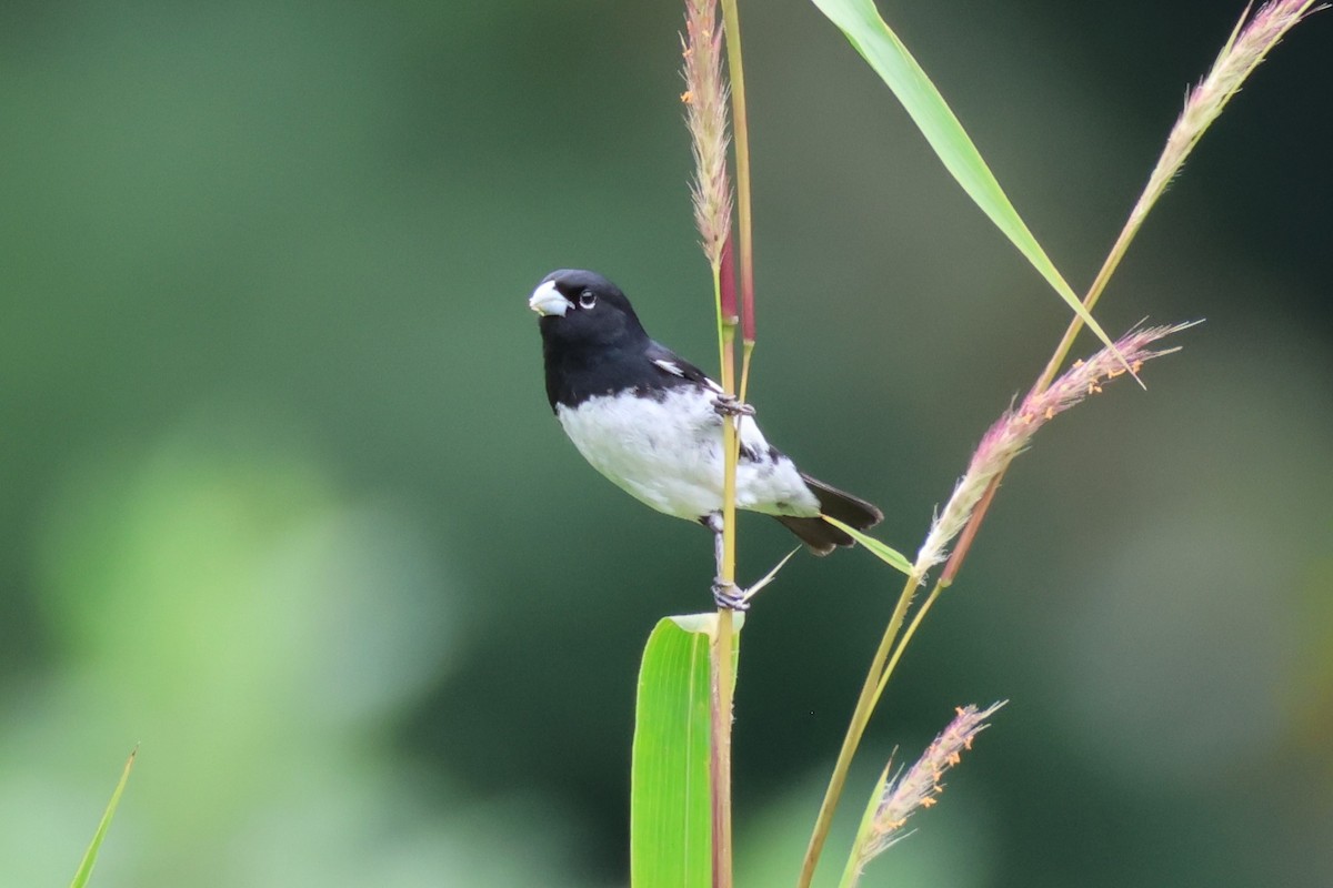 Black-and-white Seedeater - ML619470387