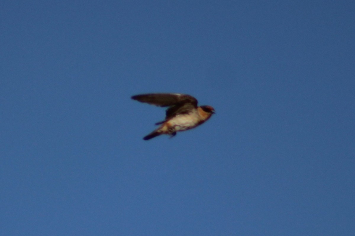 Cave Swallow (Texas) - ML619470401