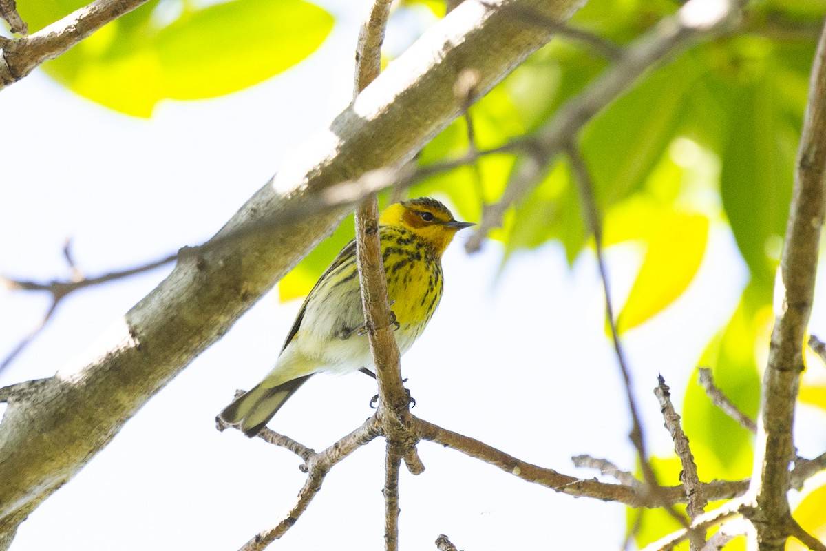 Cape May Warbler - ML619470406