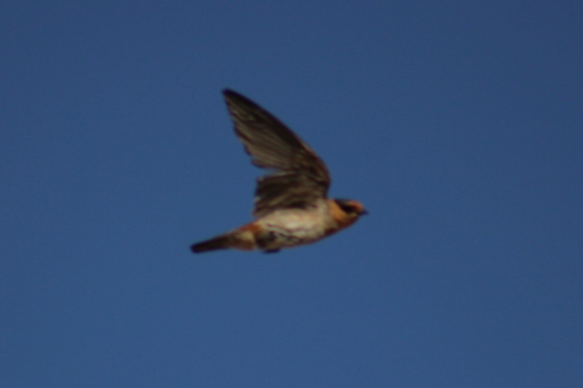 Cave Swallow (Texas) - ML619470417