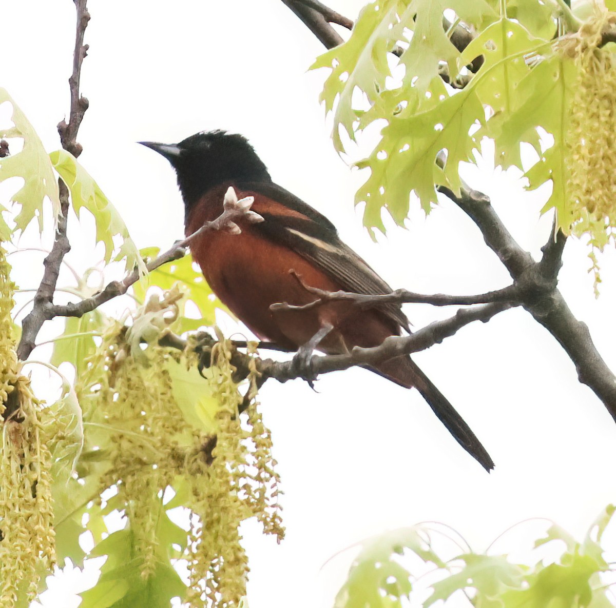 Orchard Oriole - ML619470419