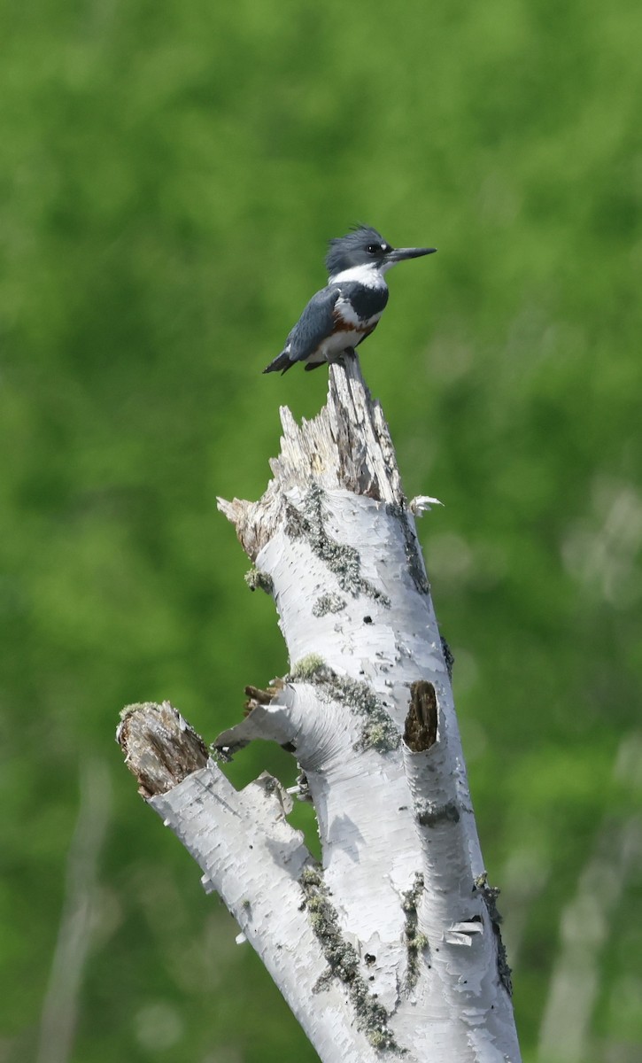 Belted Kingfisher - ML619470444