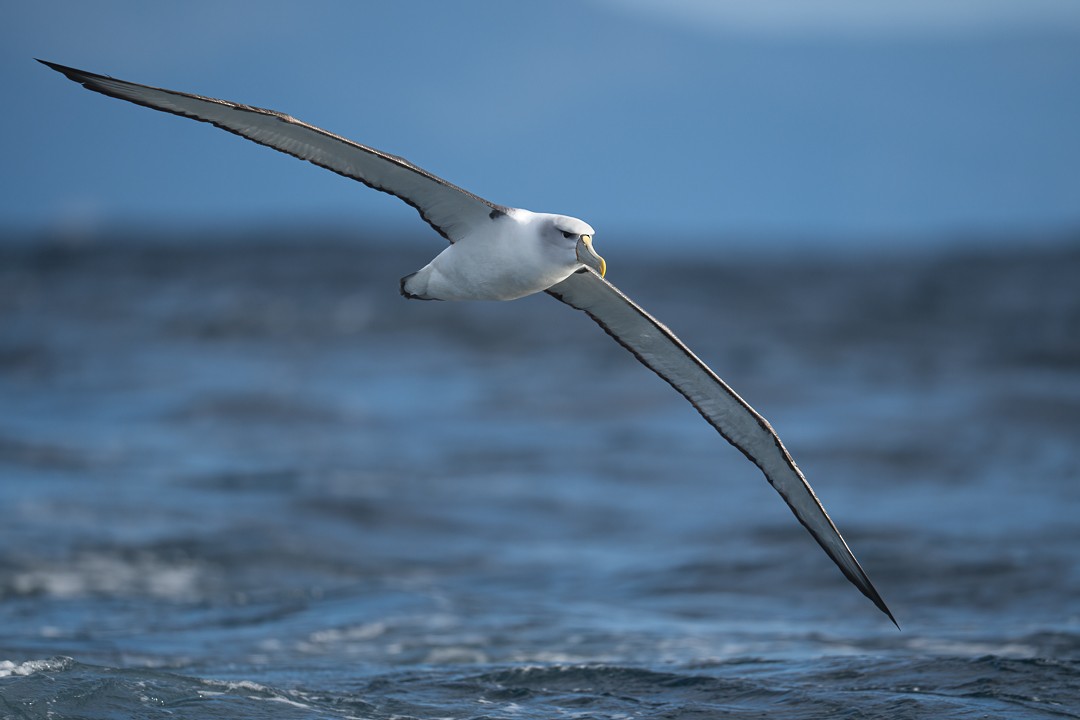 White-capped Albatross - ML619470455
