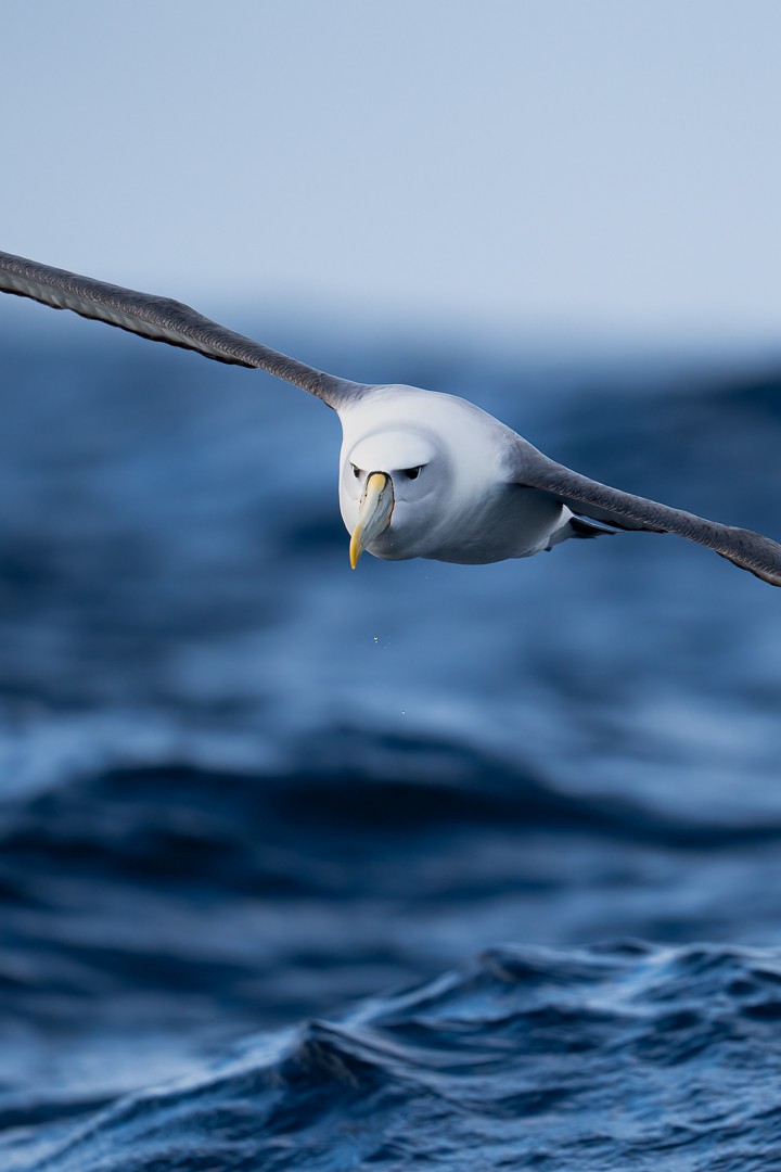 White-capped Albatross - ML619470457