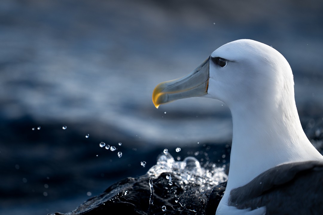 Albatros à cape blanche - ML619470458