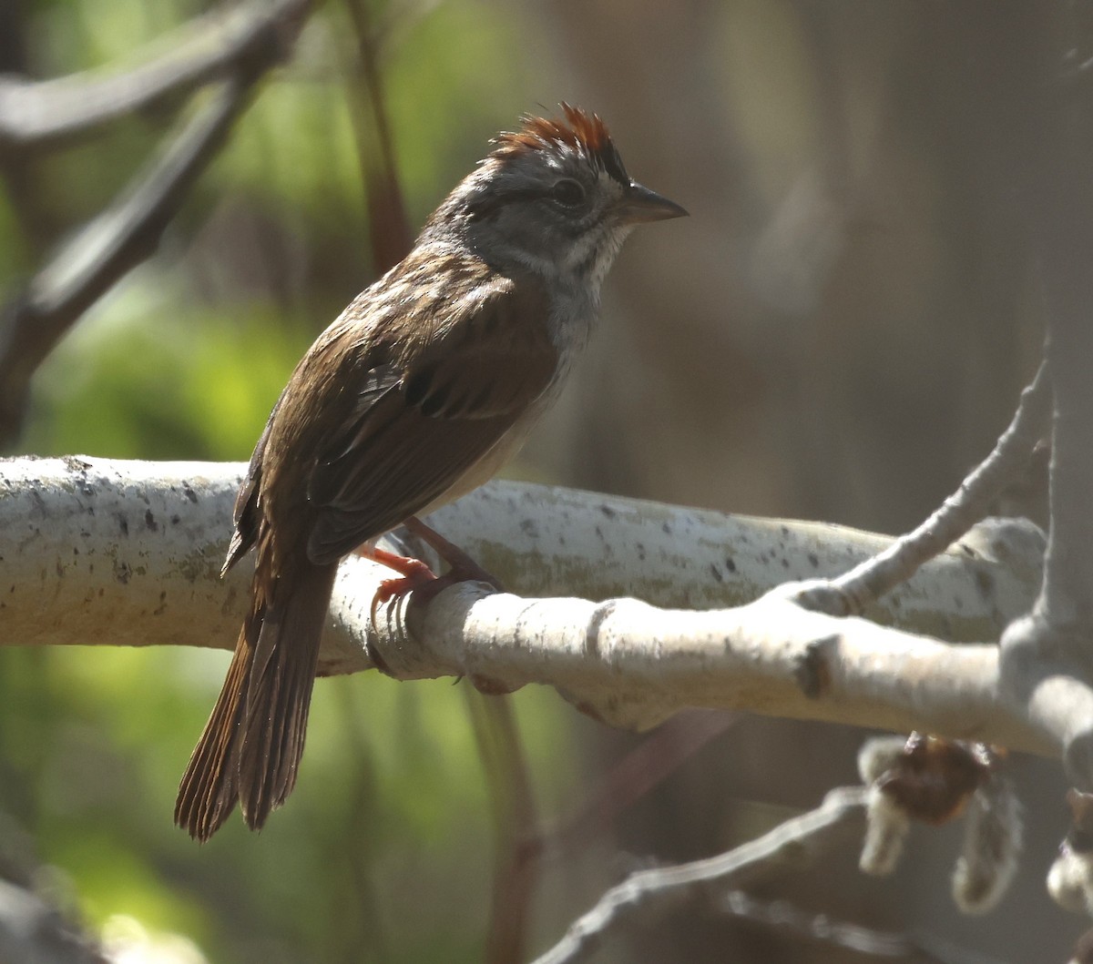 Swamp Sparrow - ML619470482