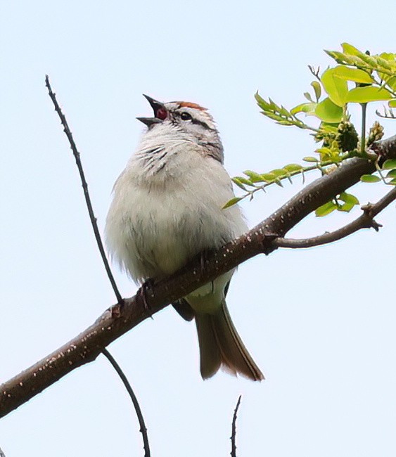 Chipping Sparrow - ML619470638