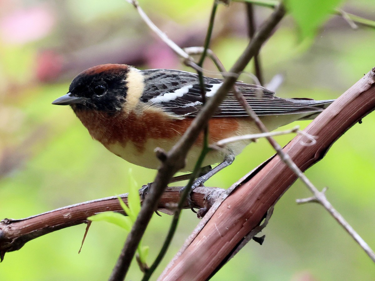 Bay-breasted Warbler - ML619470669