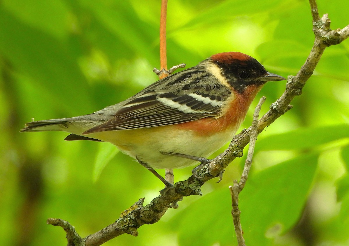Bay-breasted Warbler - ML619470673
