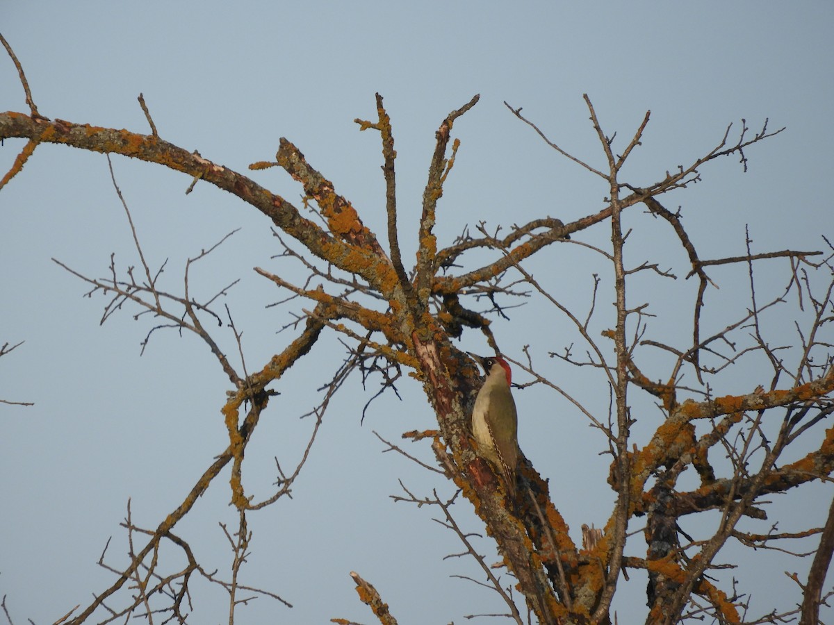 Eurasian Green Woodpecker - ML619470700