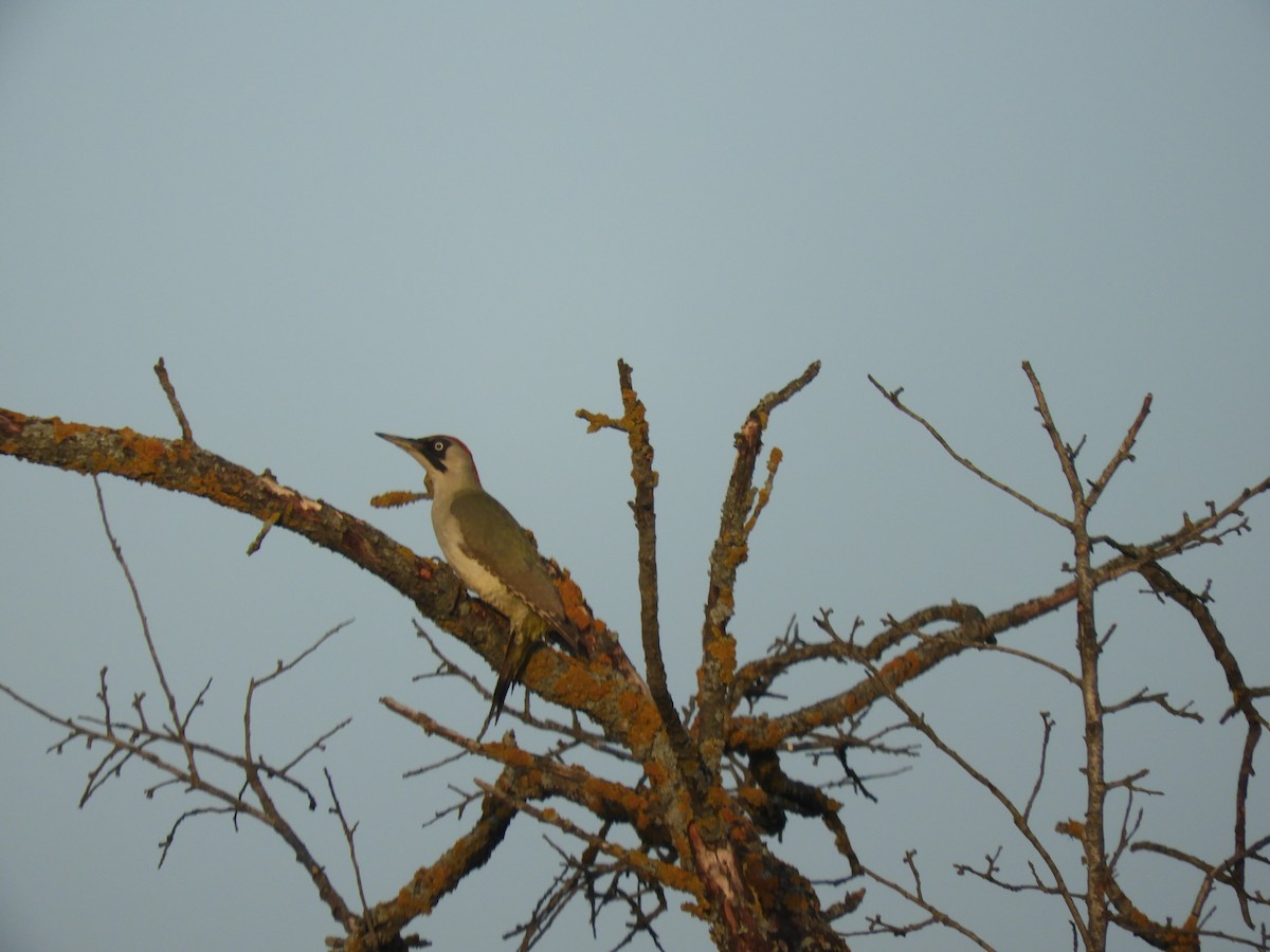 Eurasian Green Woodpecker - ML619470701