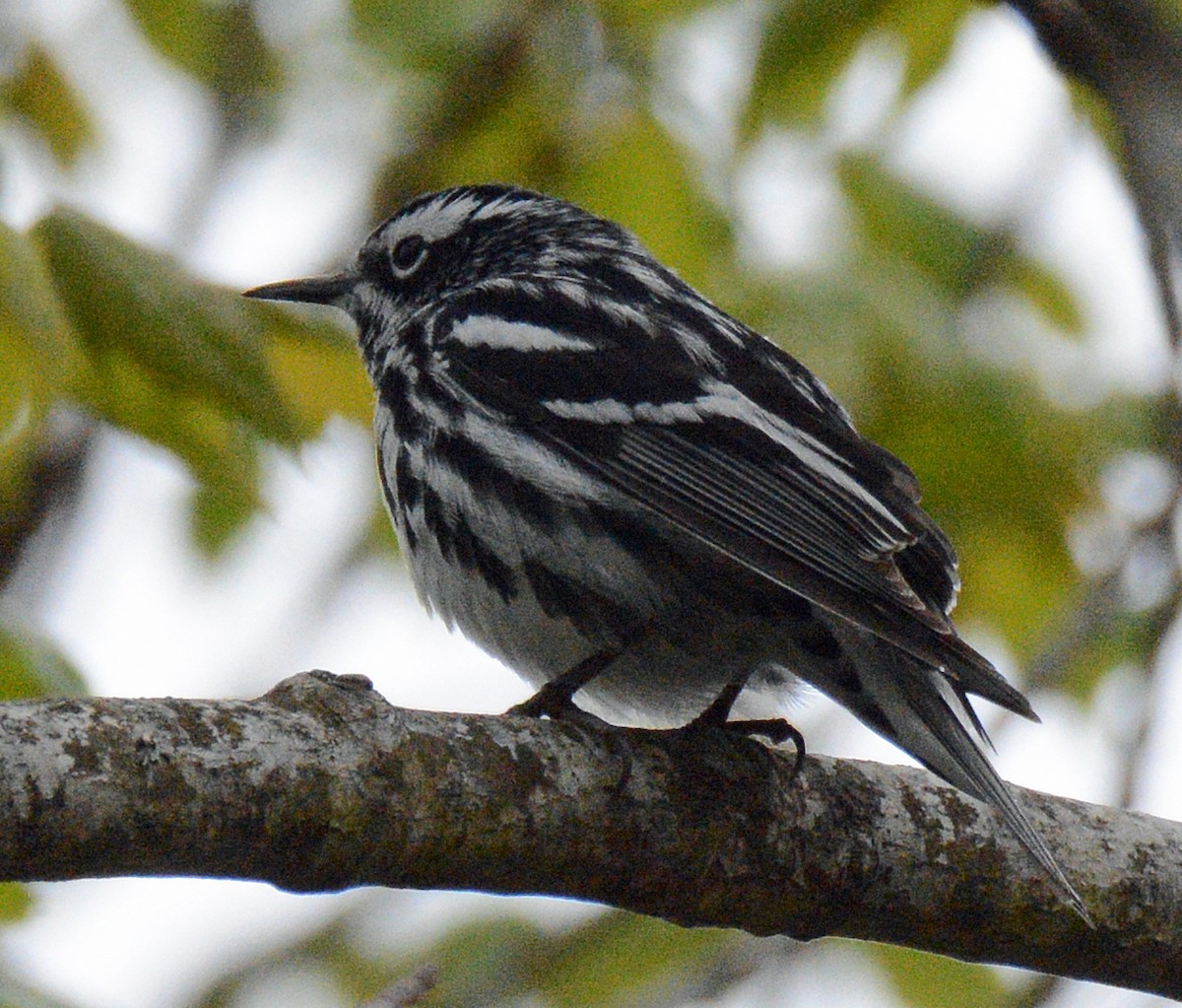 Black-and-white Warbler - ML619470702