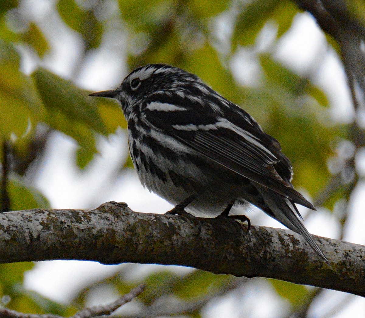 Black-and-white Warbler - ML619470703