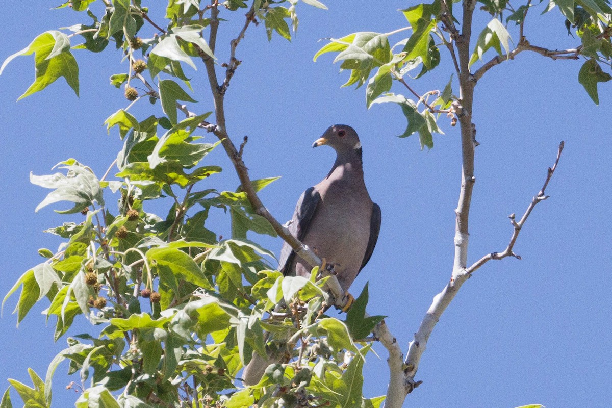 Band-tailed Pigeon - ML619470718