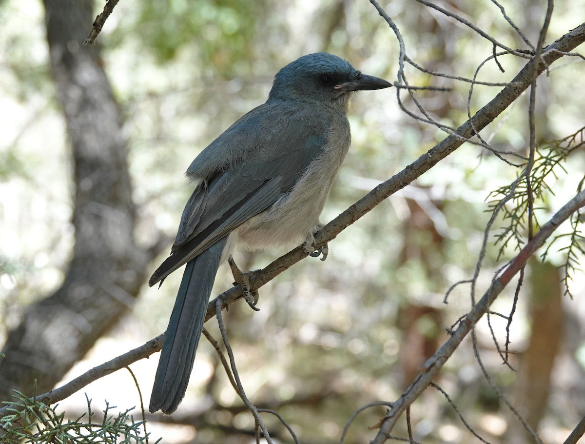 Mexican Jay - ML619470743