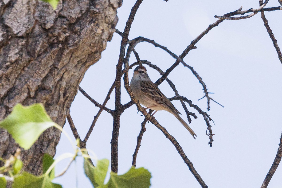 Chipping Sparrow - ML619470775