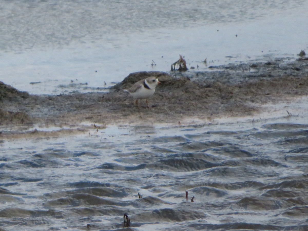 Piping Plover - ML619470805