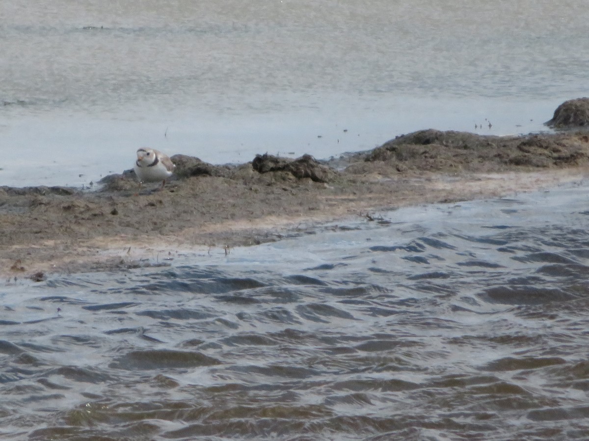 Piping Plover - ML619470806