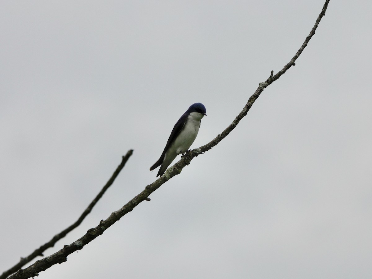 Tree Swallow - ML619470850