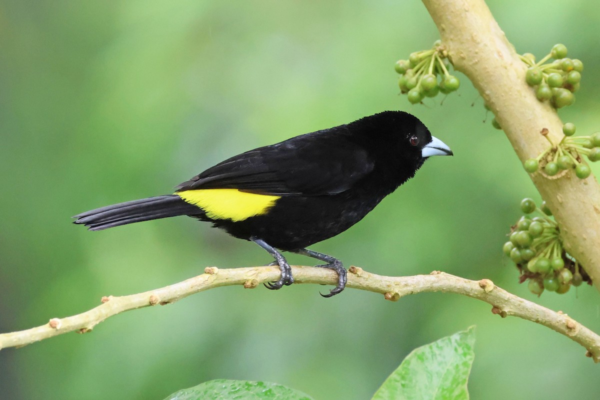 Flame-rumped Tanager - ML619470855