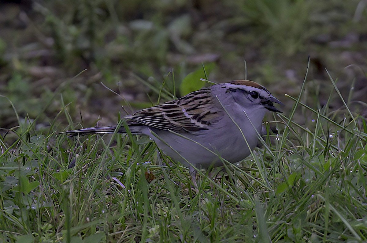 Chipping Sparrow - ML619470901