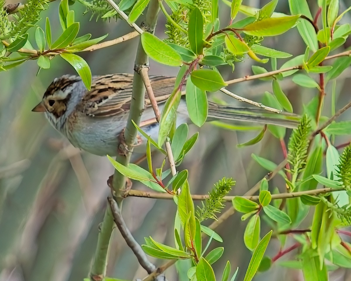Clay-colored Sparrow - ML619470907