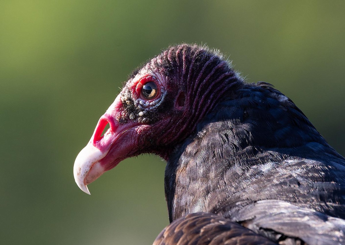 Turkey Vulture - ML619470908