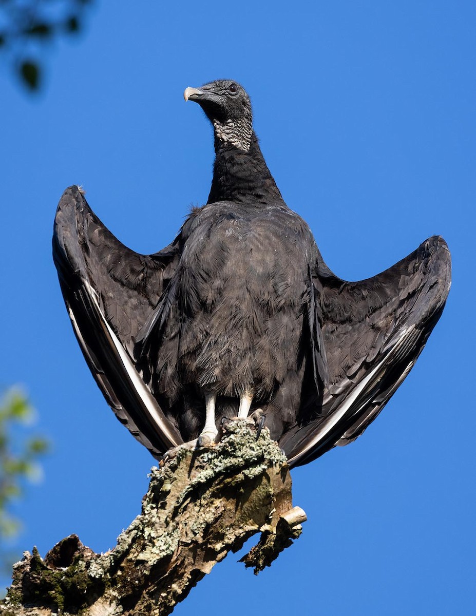 Black Vulture - ML619470912