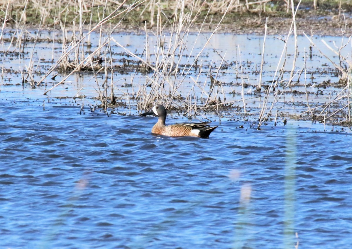 Blue-winged Teal - ML619470921