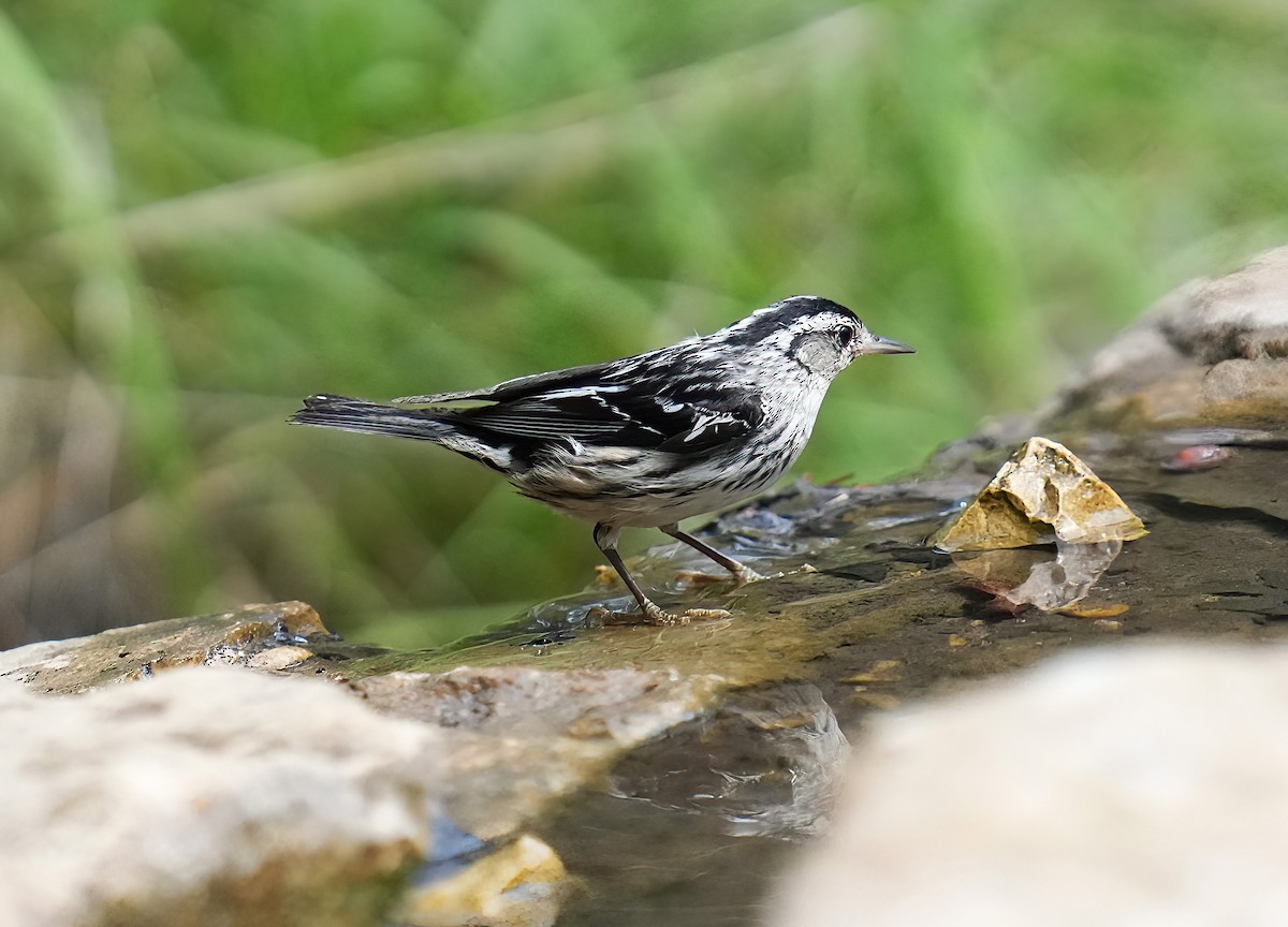 Black-and-white Warbler - ML619470944