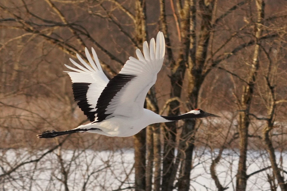 Red-crowned Crane - ML619470952