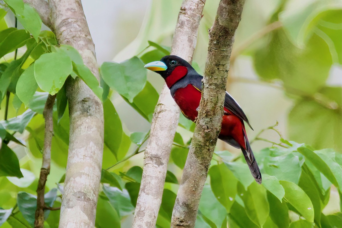 Black-and-red Broadbill (Black-and-red) - ML619470969