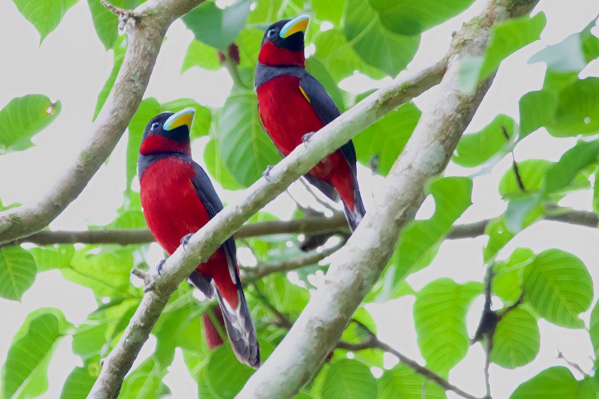 Black-and-red Broadbill (Black-and-red) - ML619470971