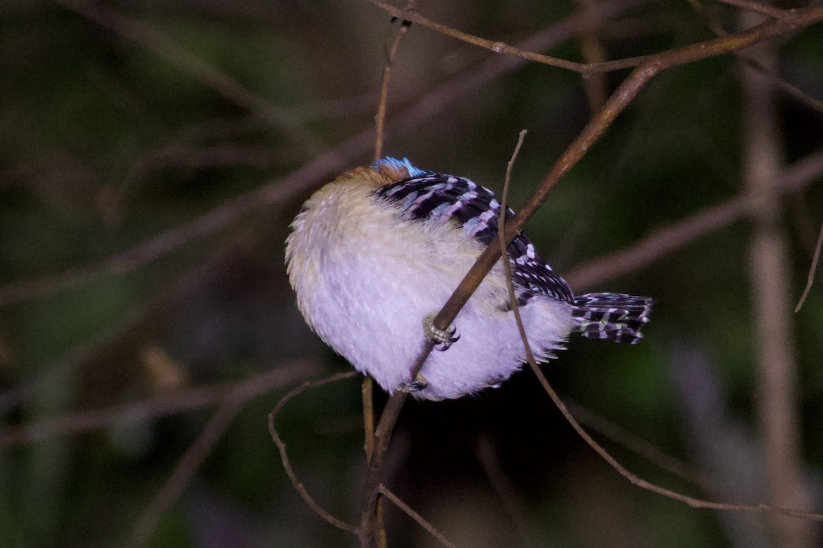 blåhettekokaburra (pulchella gr.) - ML619470979