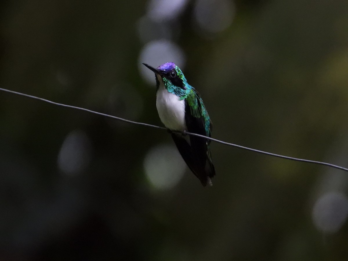 kolibřík purpurovohlavý - ML619471043