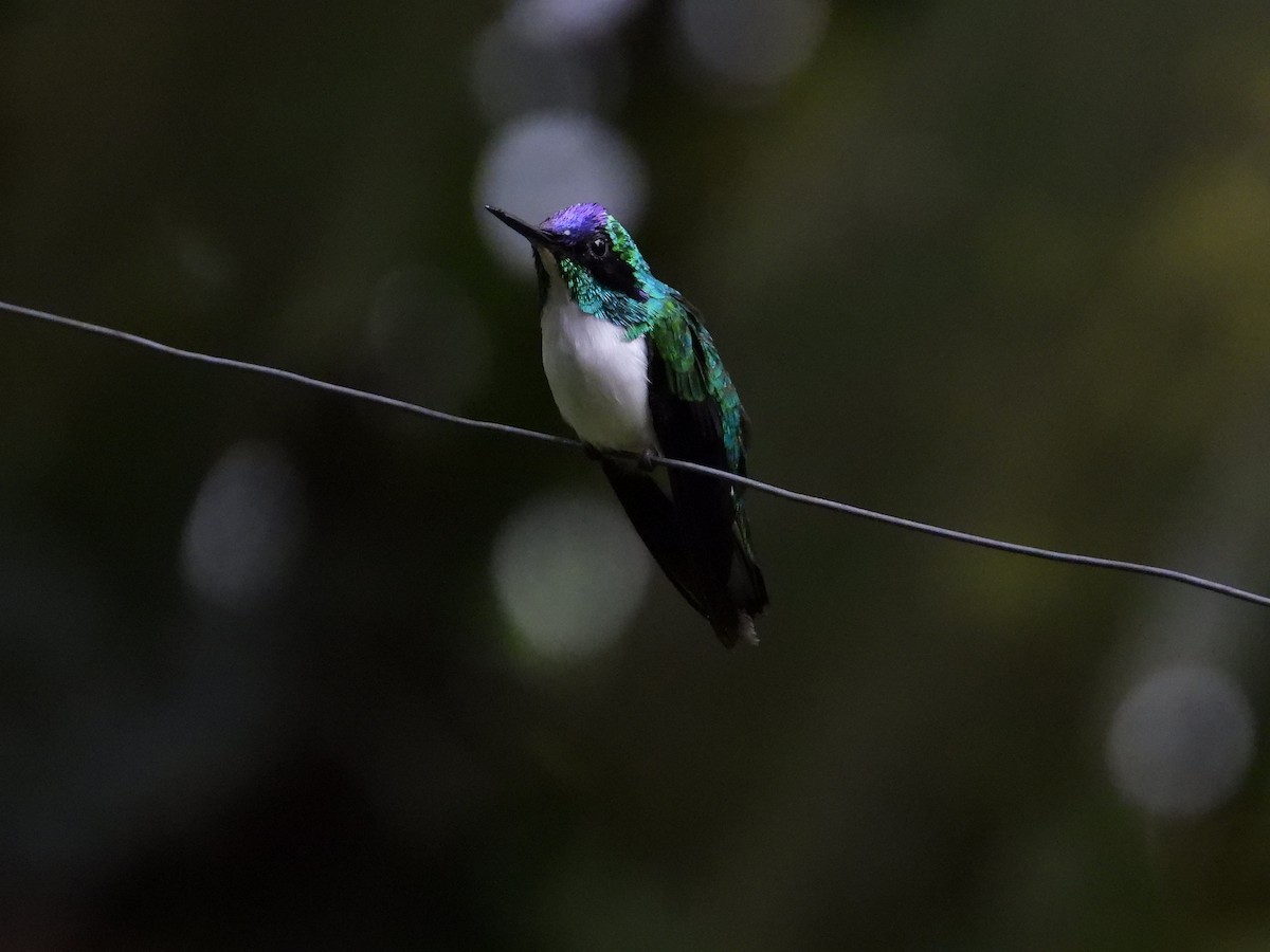 kolibřík purpurovohlavý - ML619471045