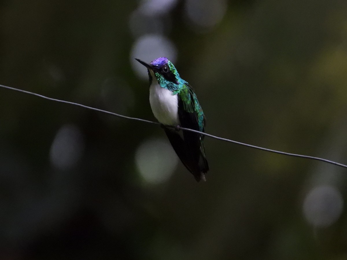kolibřík purpurovohlavý - ML619471046