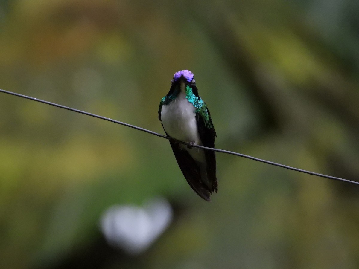 kolibřík purpurovohlavý - ML619471047