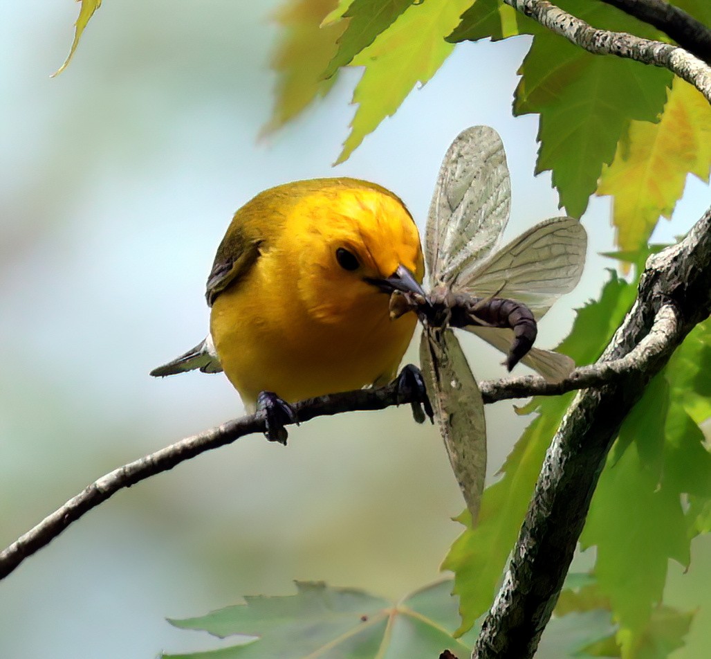 Prothonotary Warbler - ML619471057