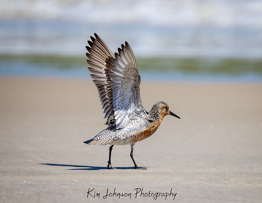 Red Knot - ML619471066