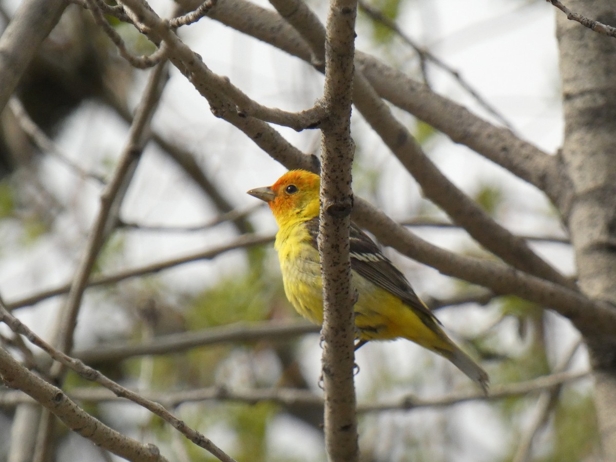 Western Tanager - ML619471136