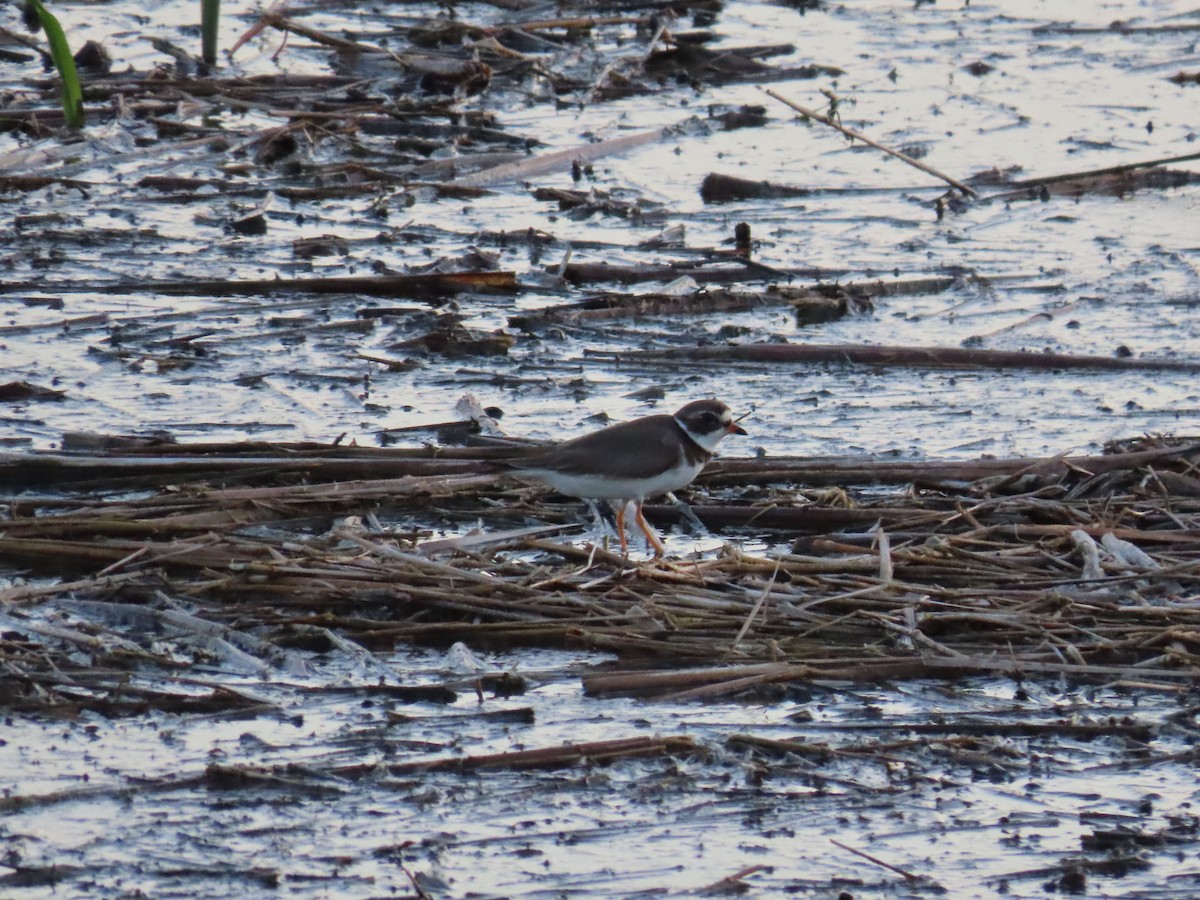 Semipalmated Plover - ML619471155