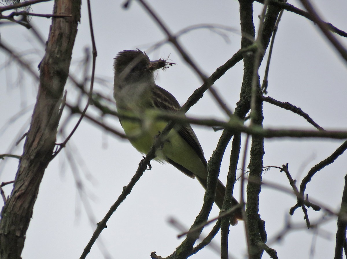 Great Crested Flycatcher - ML619471187