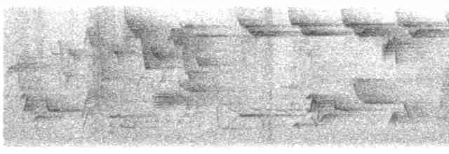 Paruline rayée - ML619471254