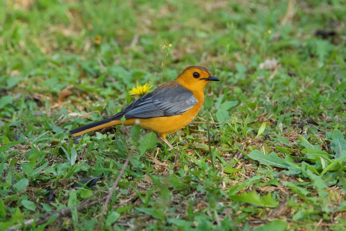 Red-capped Robin-Chat - ML619471306
