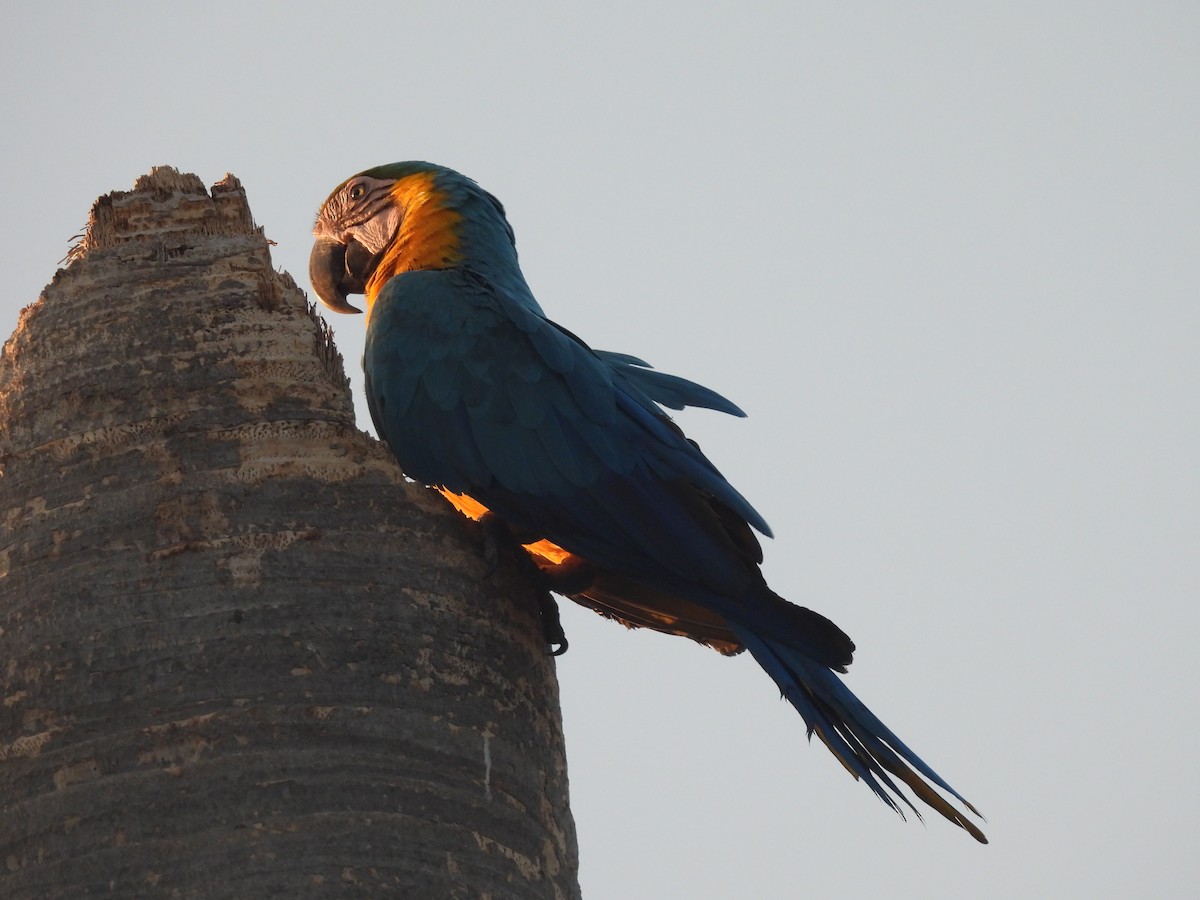 Blue-and-yellow Macaw - ML619471313